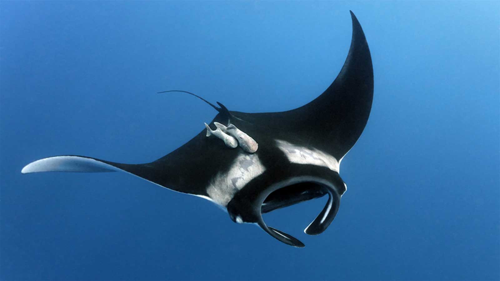 Манта — он же «морской дьявол»: 8 интересных фактов о самом крупном в мире скате