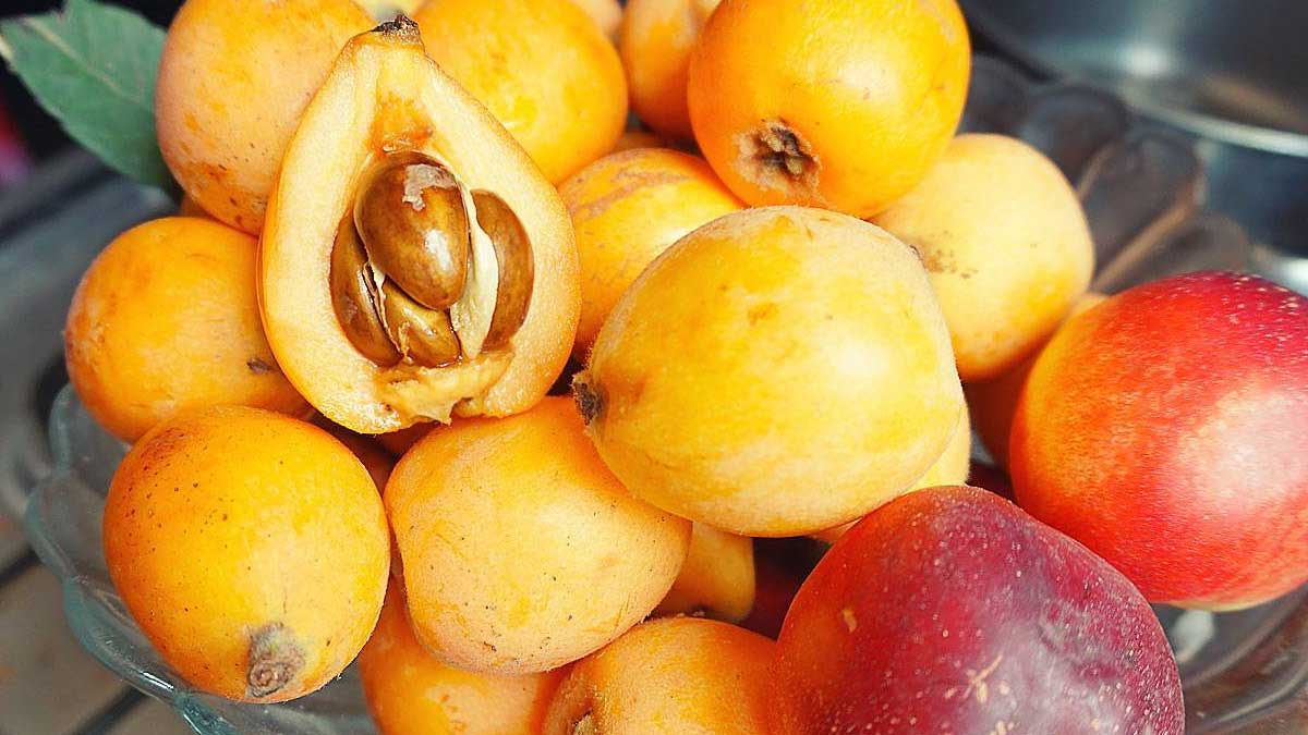 Мушмула: что это за необычный фрукт, и почему он считается деликатесом