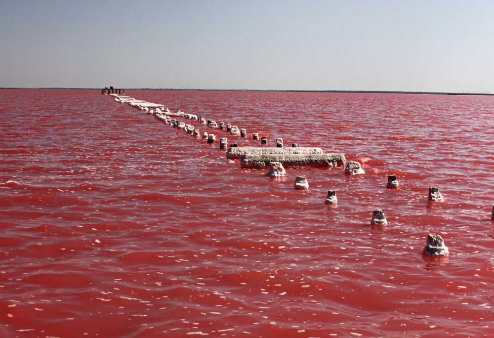 Сакское озеро — одно из нескольких розовых соленых озер Крыма