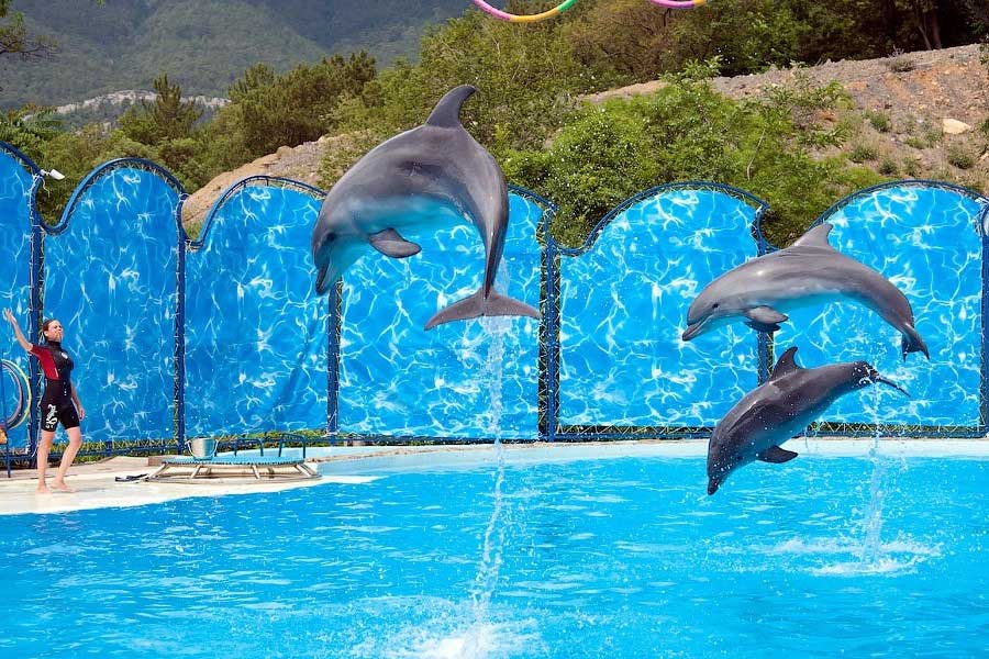 Театр морских животных «Акватория» в Алупке, Крым