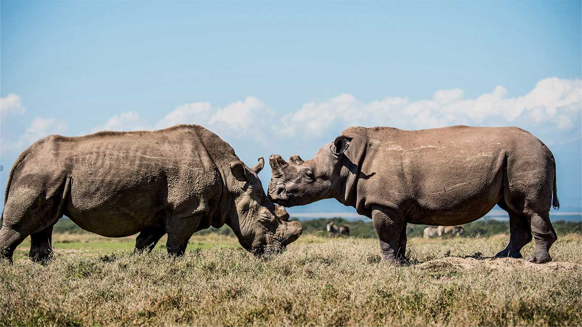 Последний самец северного белого носорога Судан