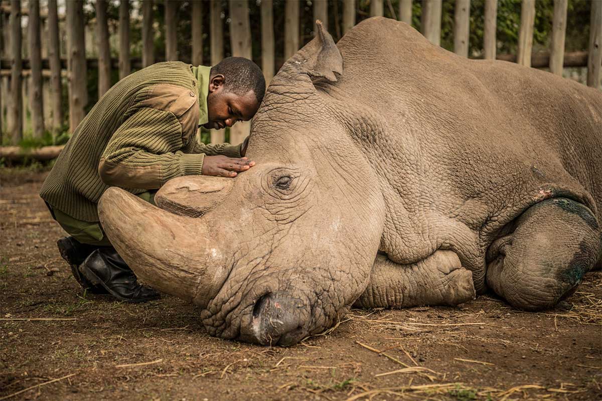Белый носорог Судан в последние минуты своей жизни (2018 год).