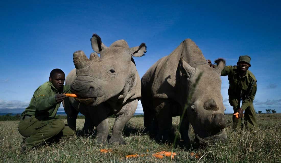 Самка северного белого носорога Фату и ее мать Наджин