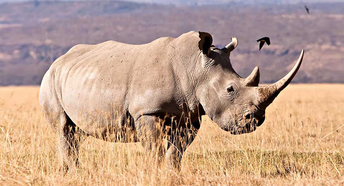 Южный подвид белых носорогов