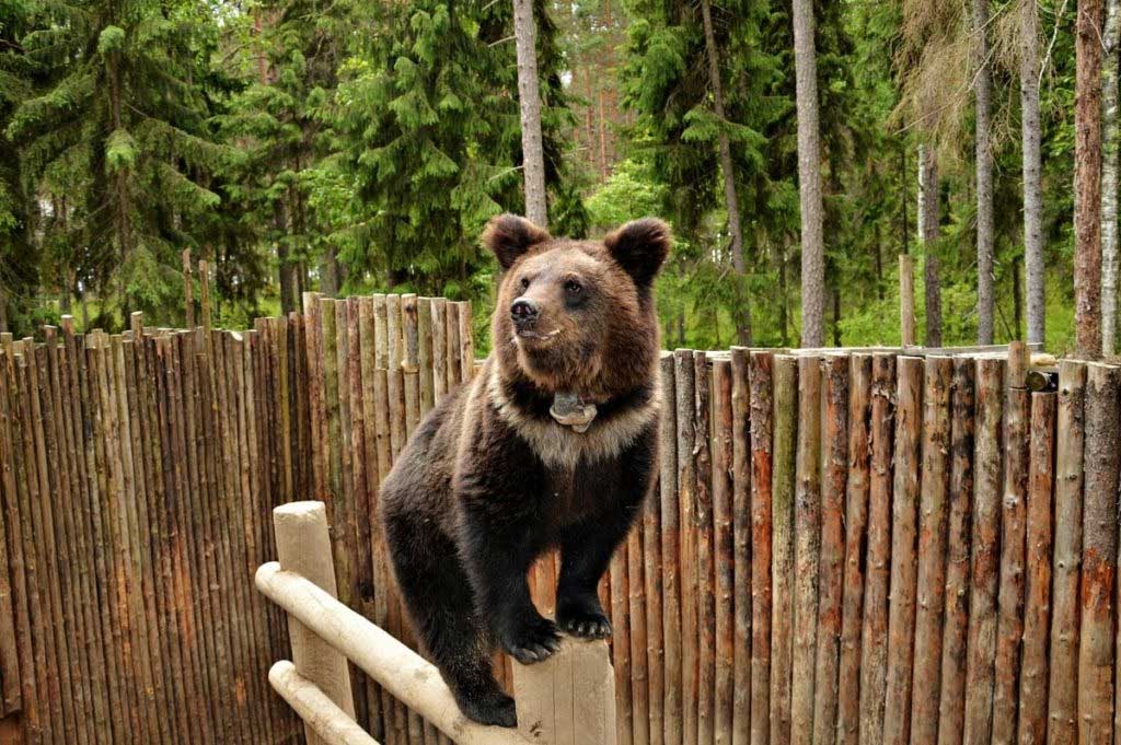 Отдых с детьми в зоокомплексе «Три медведя», Карелия