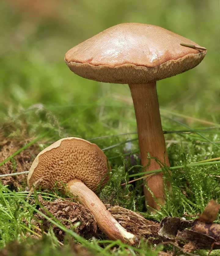 Перечный гриб, или масленок перечный растет в сосновых лесах в августе-сентябре.