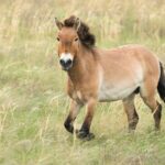 Лошадь Пржевальского — единственная дикая лошадь в природе