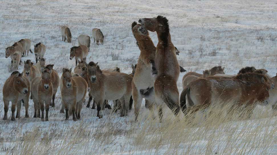 Лошадь Пржевальского занесена в Красную книгу России, встречается только в зоопарках и Оренбургском заповеднике.