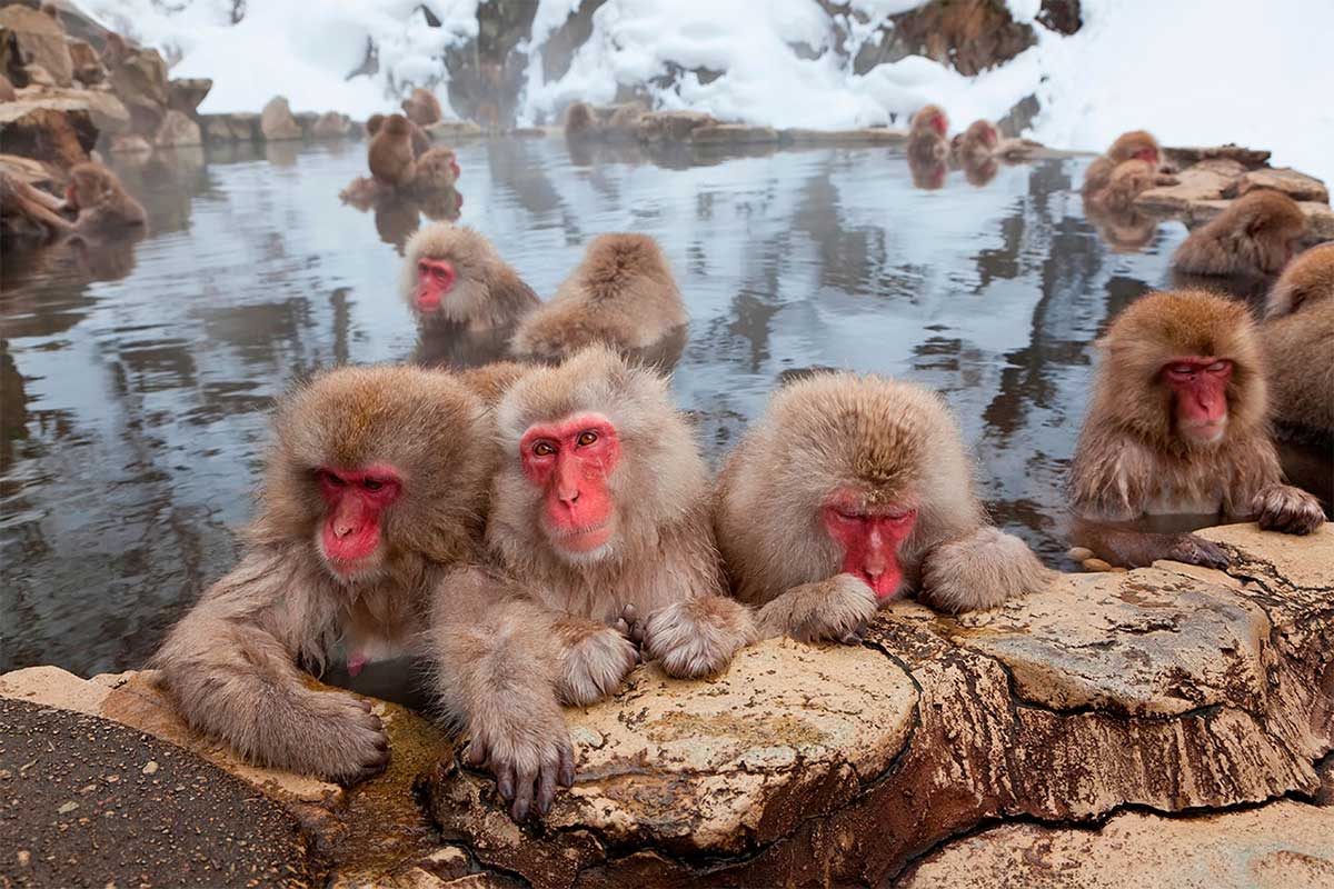 Японские макаки наслаждаются теплом термальных источников у подножия Фудзи