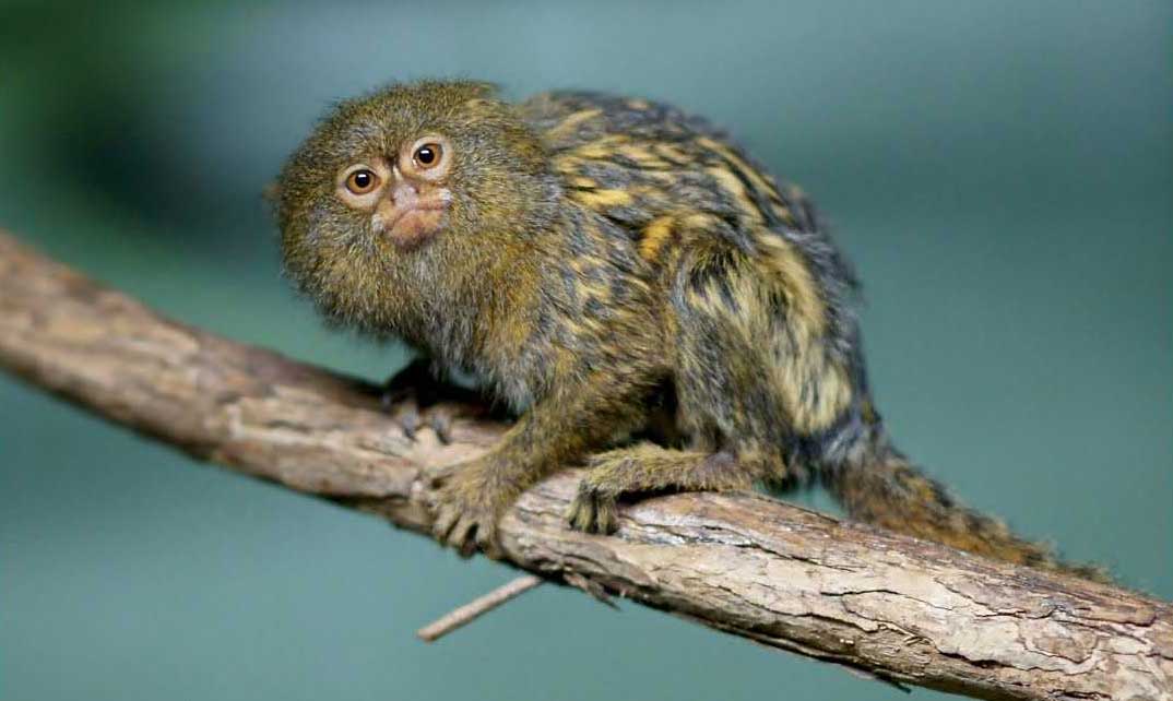 Карликовая игрунка - самый маленький примат