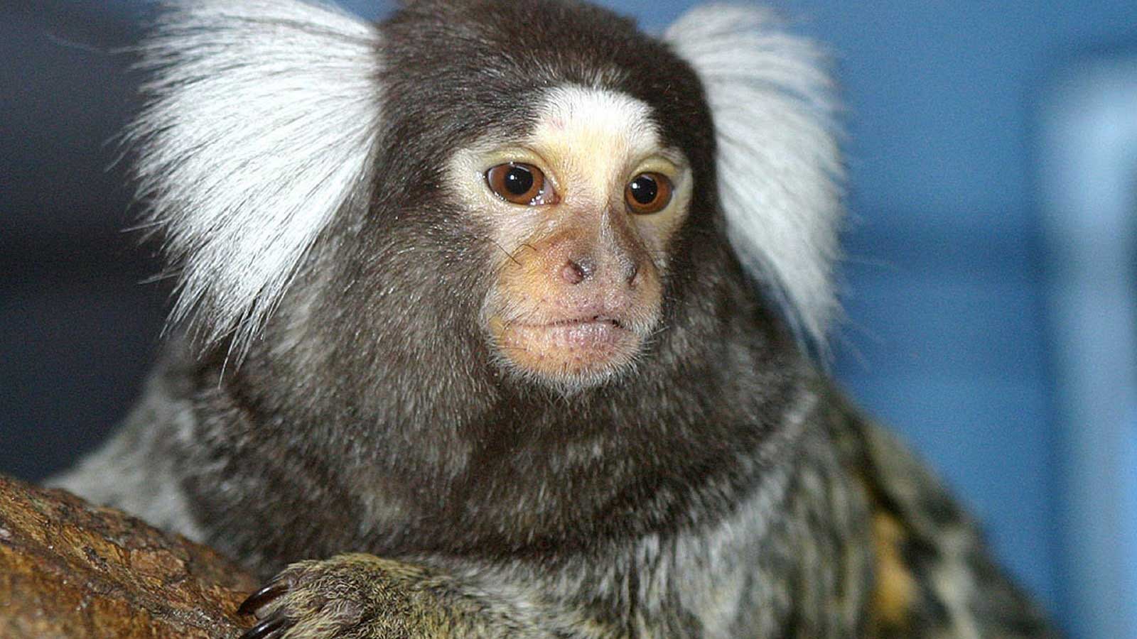 Мармозетки - обезьянки, которые как будто прибыли с другой планеты