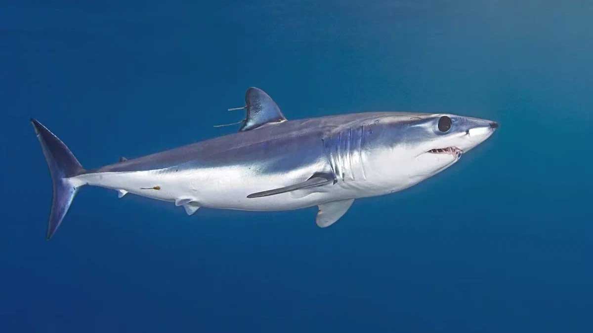 Акула-мако - самая скоростная акула в мире