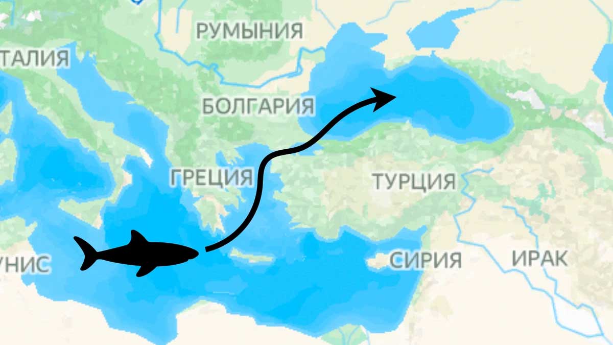 может ли акула заплыть в Черное море
