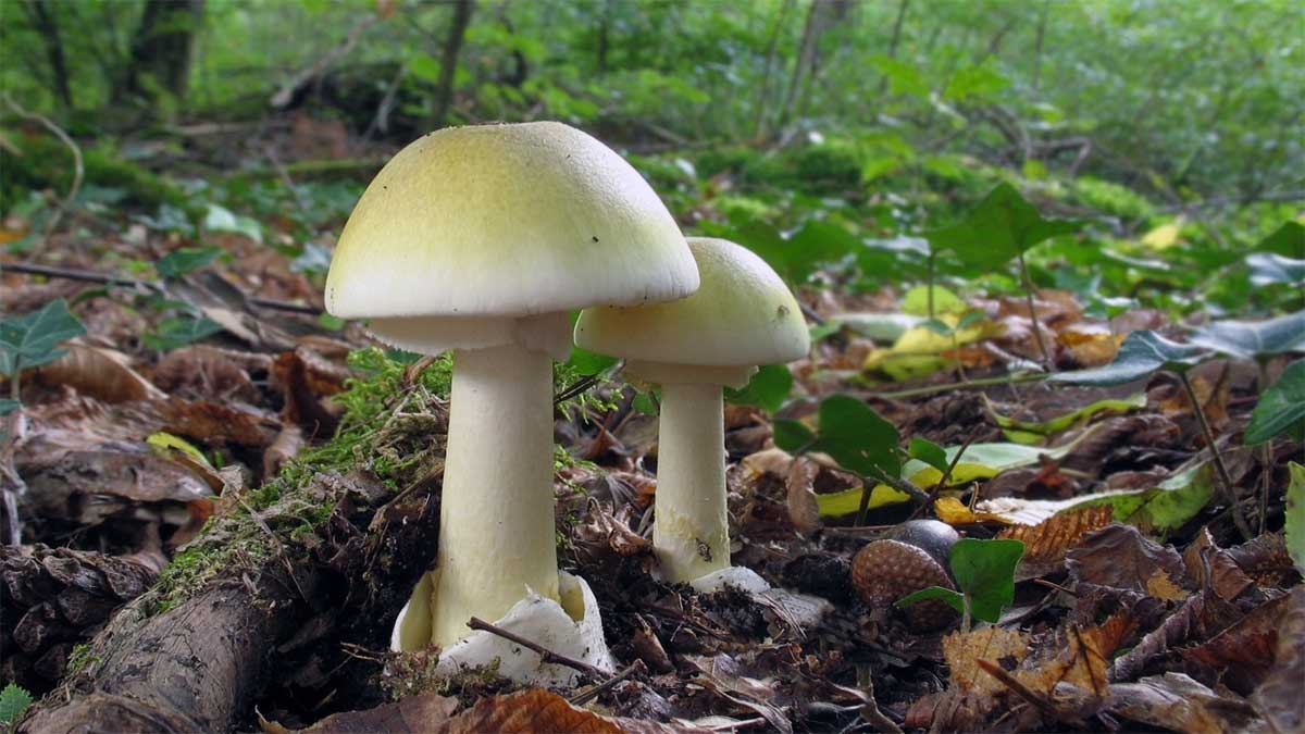 Бледная поганка: фото, описание ядовитого гриба, где растет