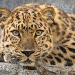 Чем ягуар отличается от леопарда?