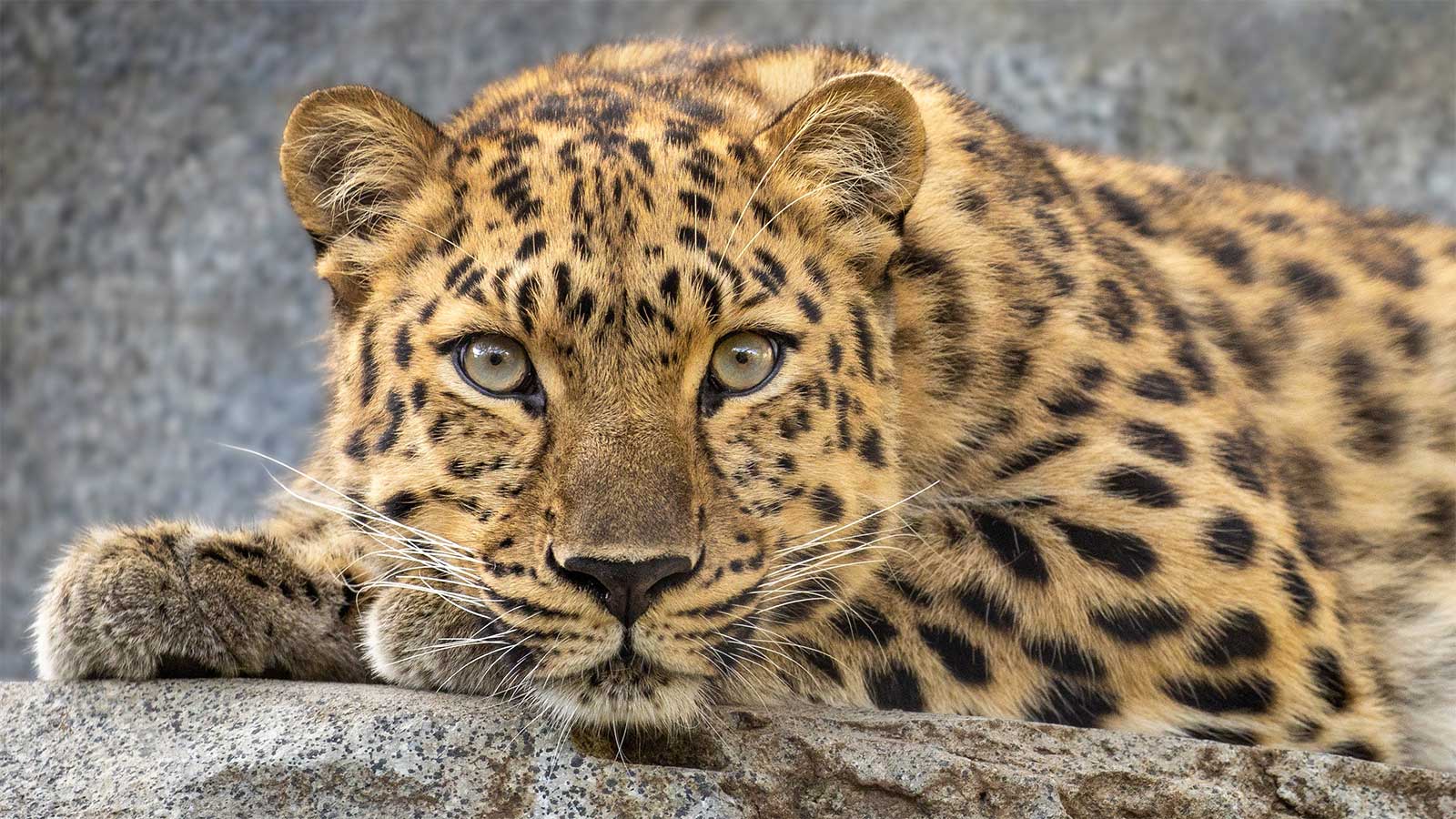 Чем ягуар отличается от леопарда?
