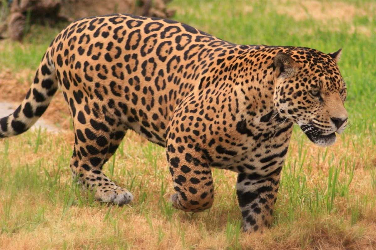 Ягуар животное. Образ жизни и среда обитания ягуара