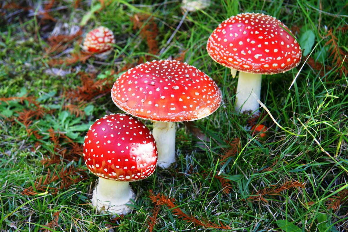 Мухомор красный: фото, описание ядовитого гриба, где растет