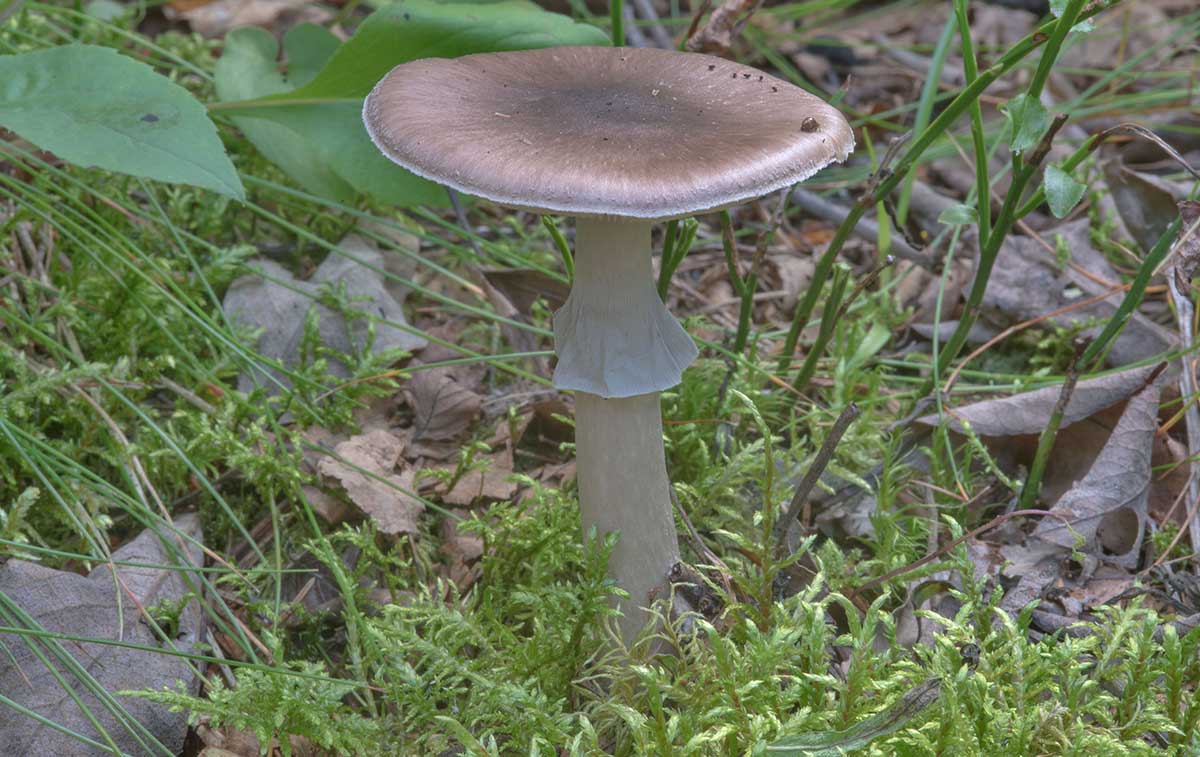 Мухомор порфировый: фото, описание ядовитого гриба, где растет