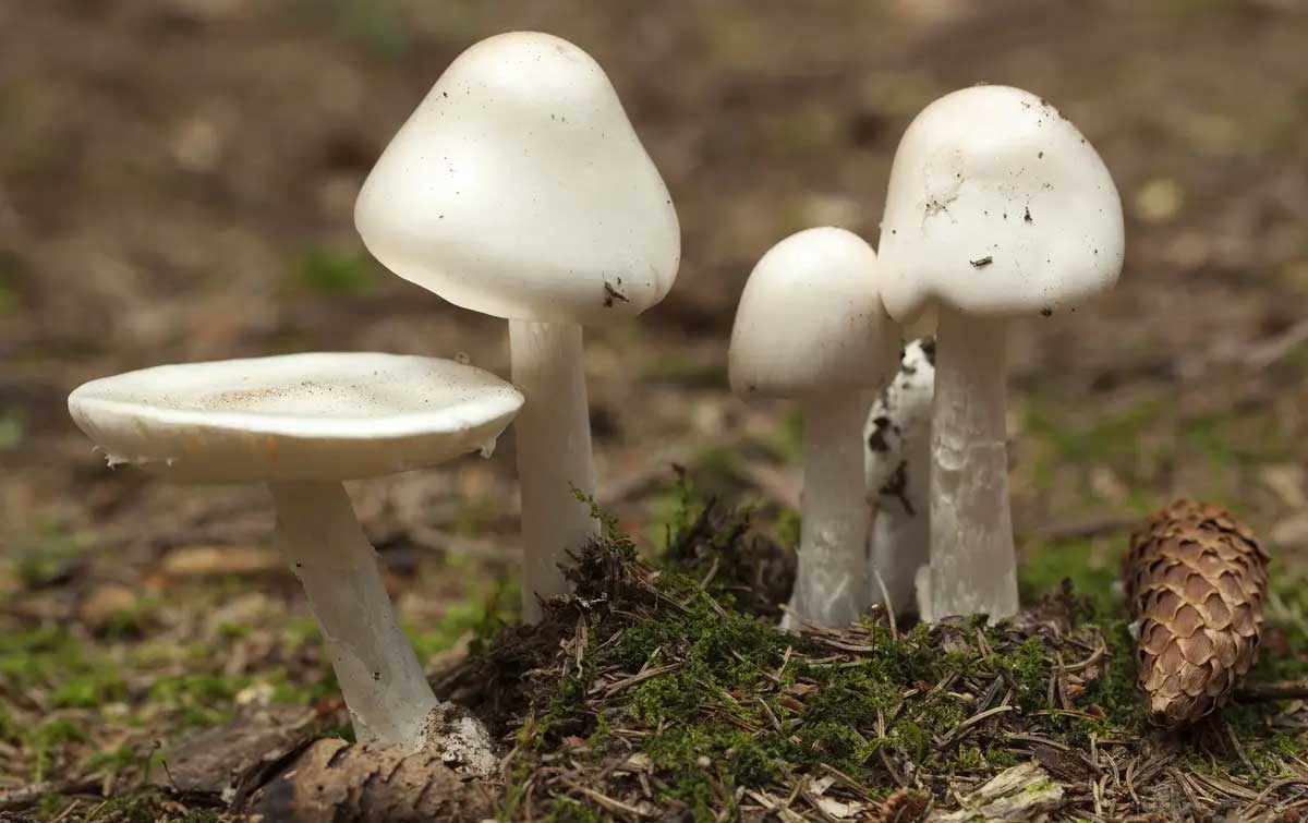 Мухомор вонючий, или ядовитый: фото, описание гриба, где растет