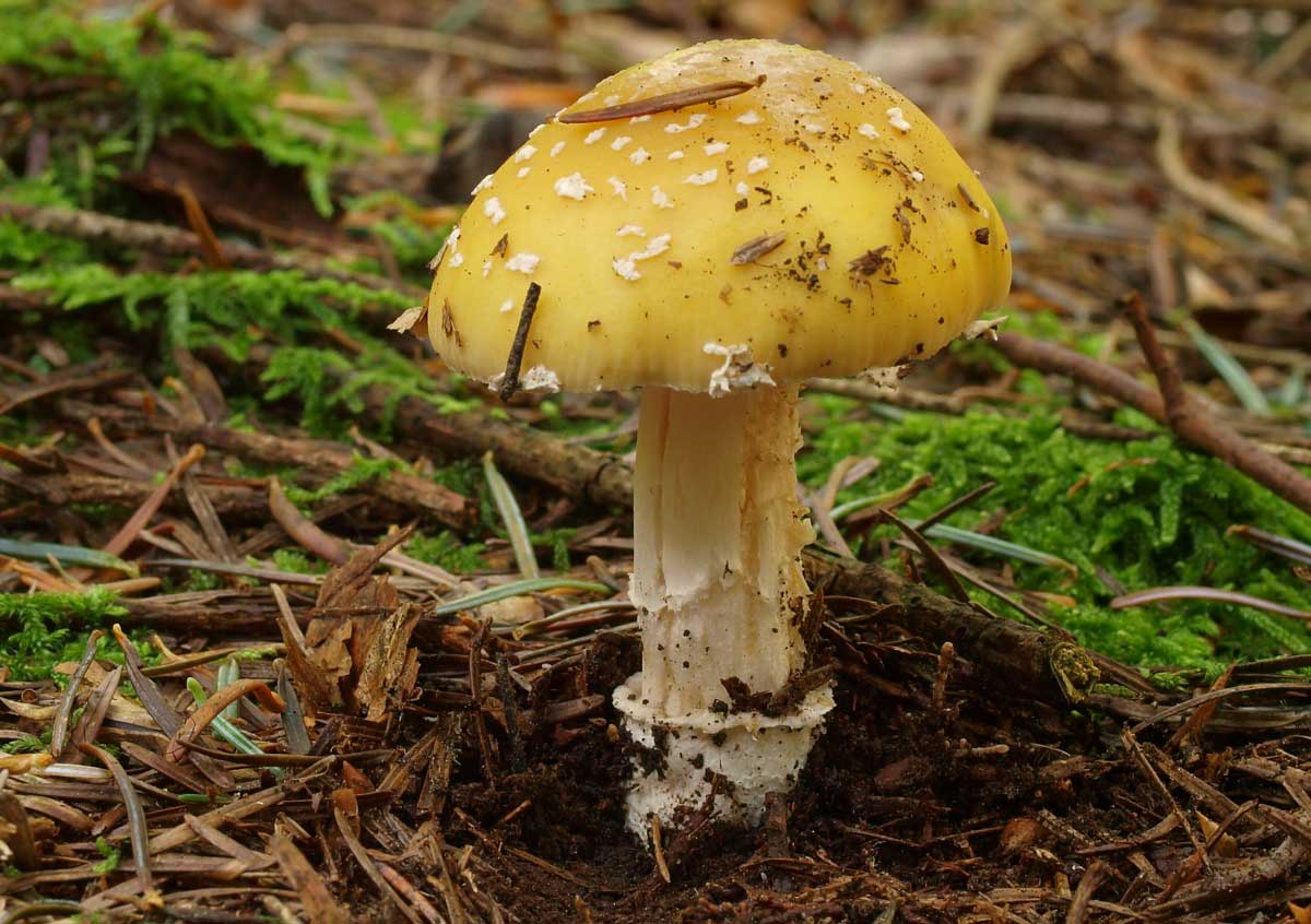 Мухомор желтый, или поганковидный: фото, описание гриба, где растет