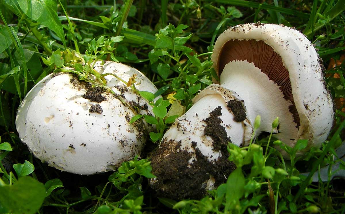 Шампиньон двукольцевой, или тротуарный: фото и описание гриба, где растет, когда собирать