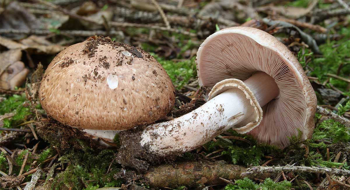 Шампиньон лесной: фото и описание гриба, где растет, когда собирать