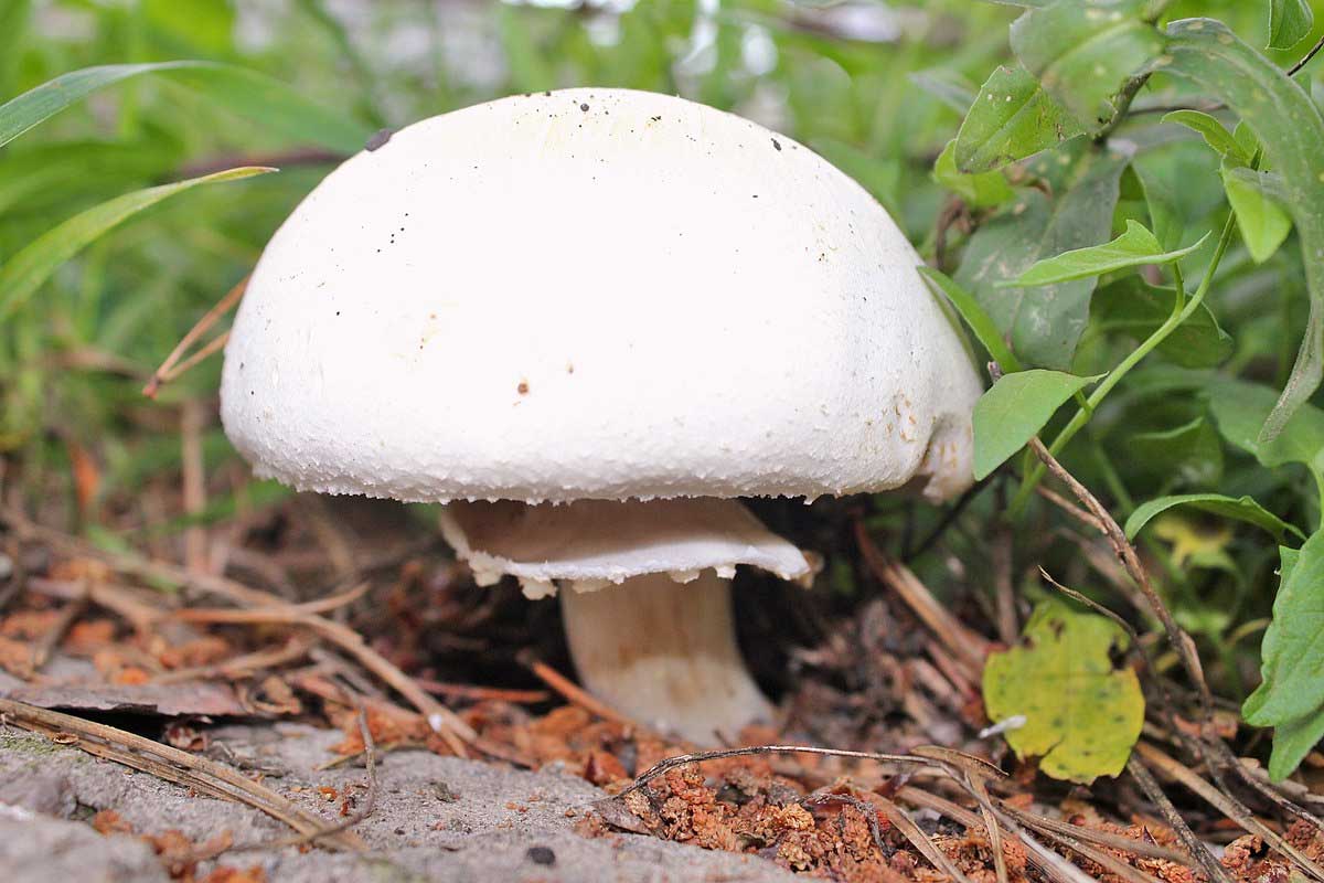 Шампиньон обыкновенный: фото и описание гриба, где растет, когда собирать