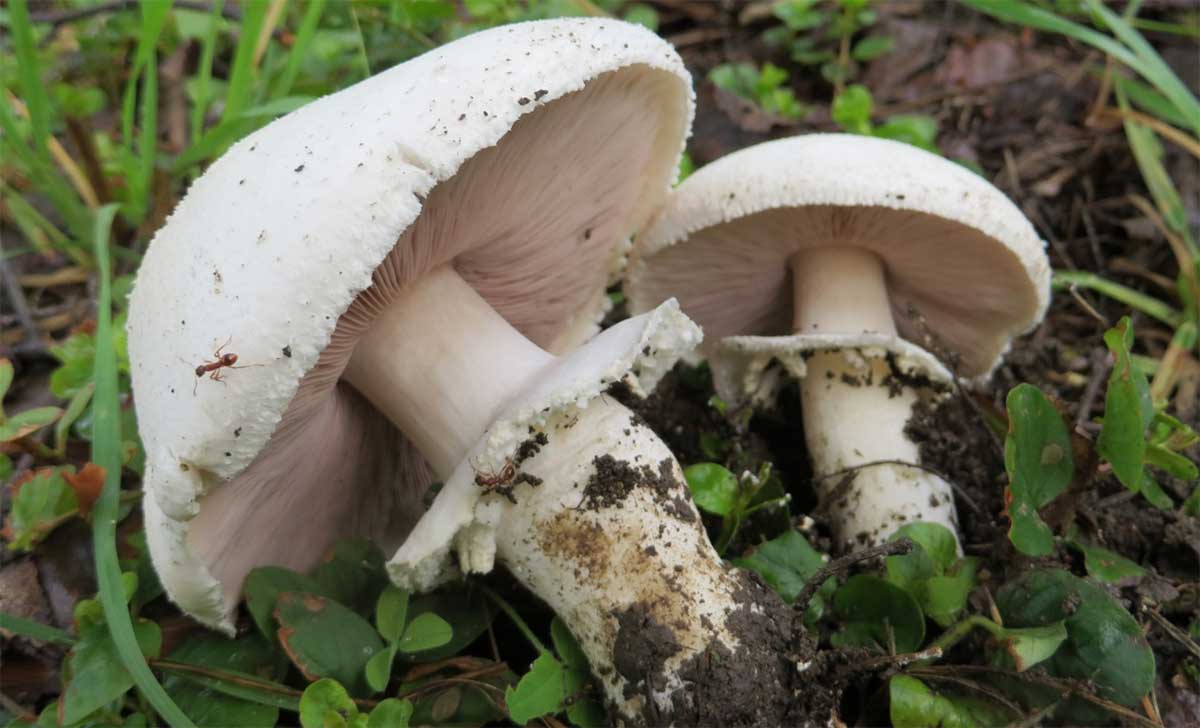 Шампиньон полевой: фото и описание гриба, где растет, когда собирать
