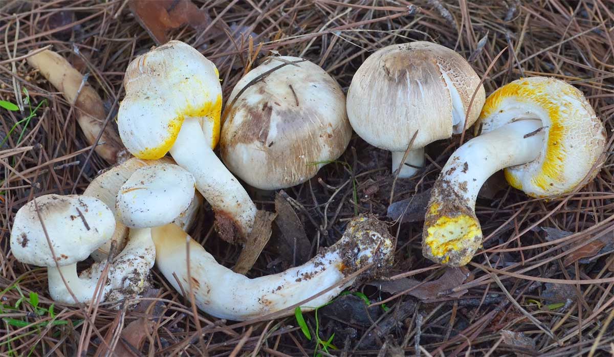 Шампиньон желтокожий: фото и описание ядовитого гриба, где растет, когда собирать
