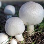 Шампиньоны: фото и описание гриба, виды, где растут, когда собирать