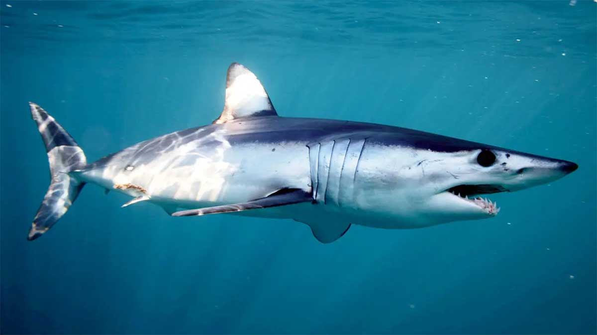 Акула мако: морской хищник с невероятной скоростью и мощными челюстями