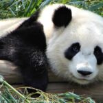 Большая панда: национальное сокровище Китая
