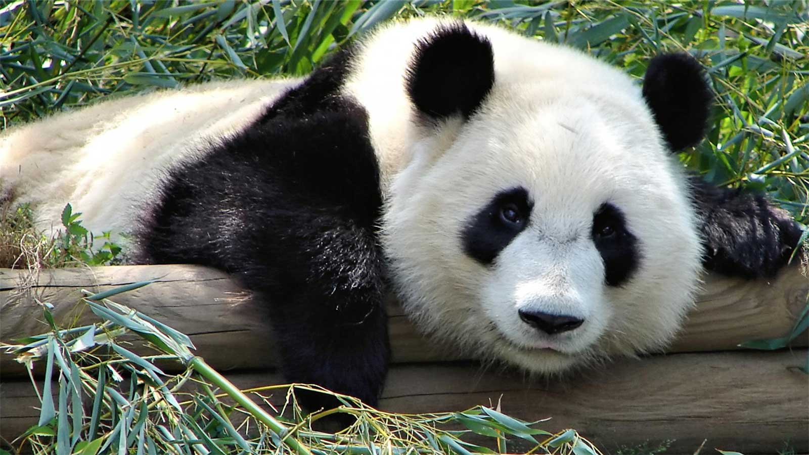 Большая панда: национальное сокровище Китая