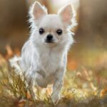 Чихуахуа: самая маленькая порода собак в мире