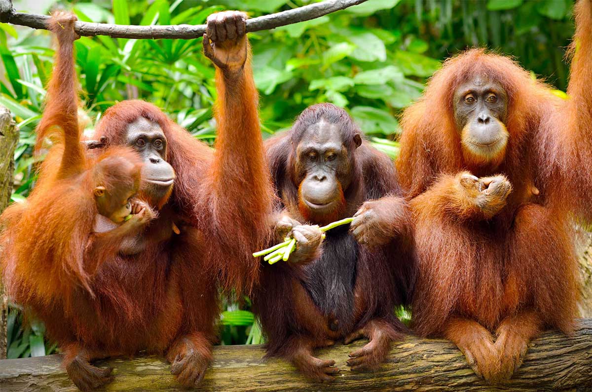 Орангутанги предпочитают пищу растительного происхождения
