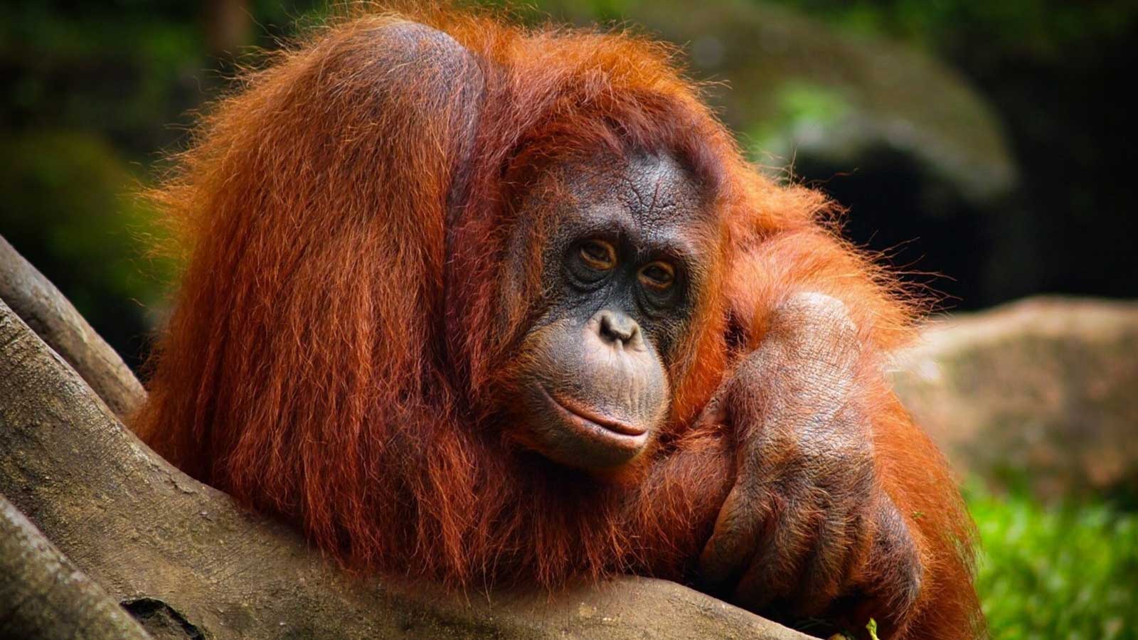 Орангутанг: описание, где живет обезьяна, фото, питание, размножение